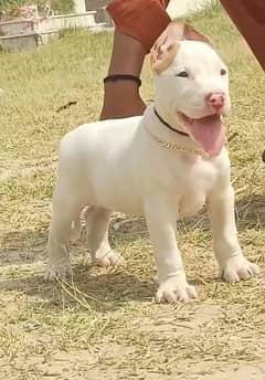 kohati gultair pink nose puppy/ kohati gultair male for sale