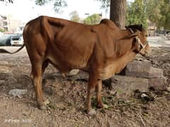bachra dhayi man
