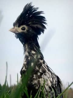 polish chicks high quality ,very beautifull