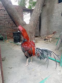aseel