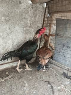 Aseel Pair