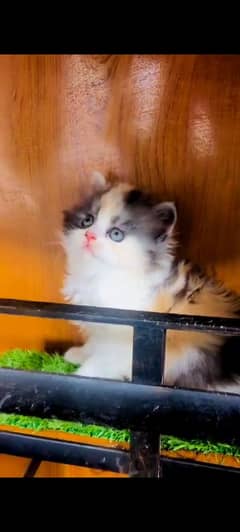 beautiful