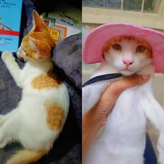 Male & Female