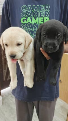 HIGH QUALITY CUTE Labrador Puppies for Sale (Black / Fone Colored)