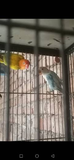 love bird and gareen toty