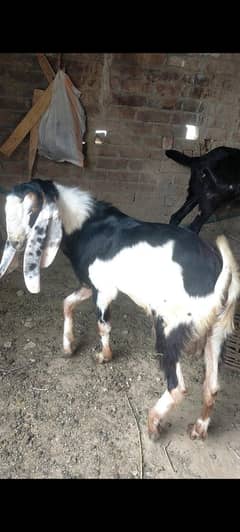 honda bakra 2 dant for qurbani andal