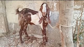 Bakra/GOAT