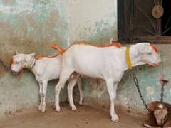 gulabi