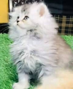 Persian