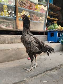 Aseel. murgi. murga full long height