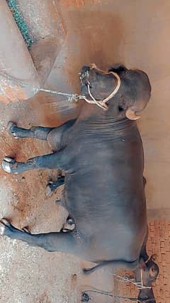 *Qurbani | Buffalo | Bull | بچرا | Sale | Breeder | Animals | Katta*