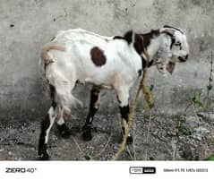 Qurbani bakra