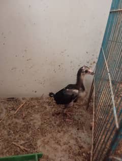 aseel black jawa 1 month chicks