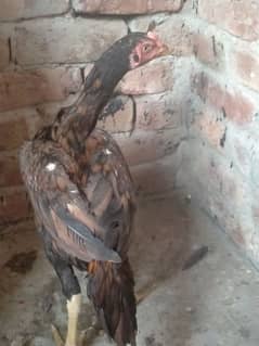 Aseel