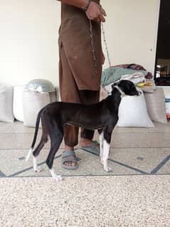 Tazi