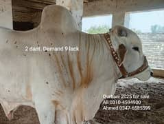 Qurbani