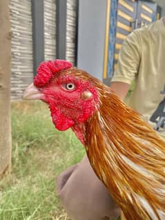 Mashallah behtareen quality assel