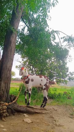 Qurbani Janwar Dondha