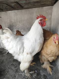 golden or white buff breeder pair or extra male
