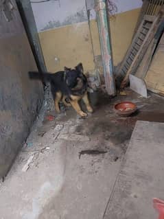 Baiden