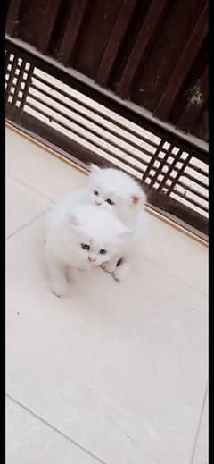 Persian