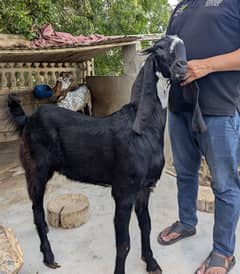 Bakra ( khasi Bakra )