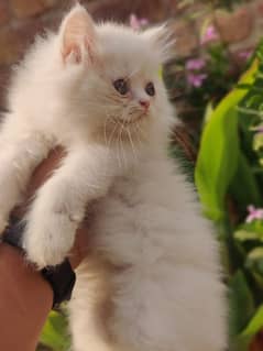 Persian