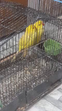 ringneck