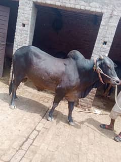 Qurbani