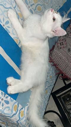 3kitten