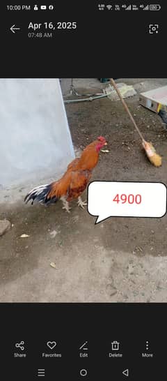 ASEEL MURGA,ASEEL CHICKs ,Desi chicks,  Desi hen,fancy hen for sale
