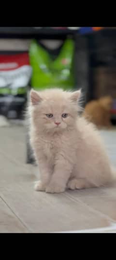 best quality kitten available for sale