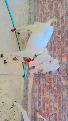 Kajla Bakra for Qurbani – Healthy & Active