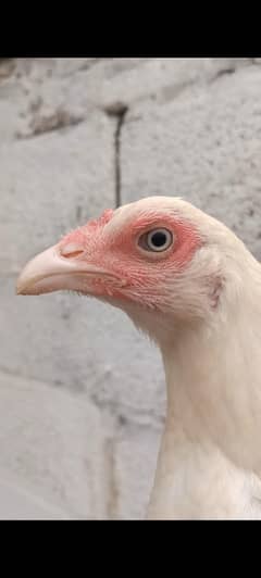 Heeri Pathi Ready to Breed