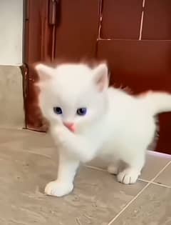 Persian kitten | triple long coated Kittens |  03406947464 WhatsApp