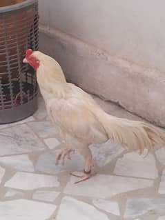 Aseel murgha for sale