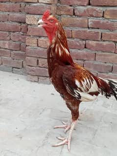 aseel piela morgha