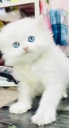 Persian hamalian british punch face piki face cat 03250387943