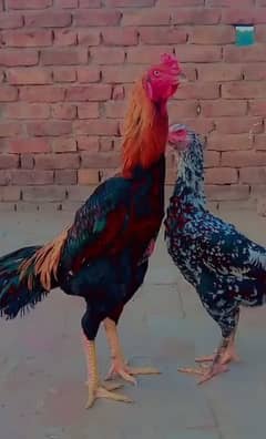Shmo cross Mianwali Aseel Chicks