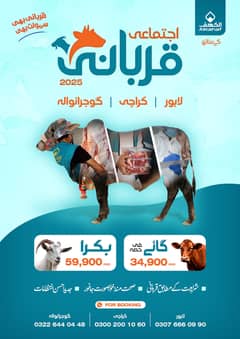 ijtamai qurbani 2025 | aasaan Qurbani | wacha | Cow | Bachra | qurbani
