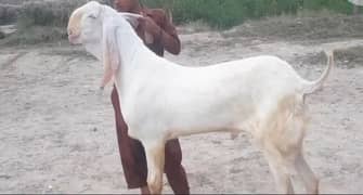 Bakra