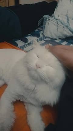 persian cats male and female pair