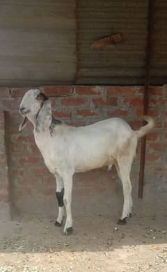 bakra