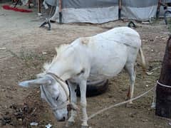 white donkey for sale + rarri for sale