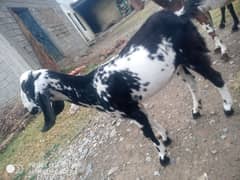 nasli goat for sale
