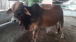 2 dant bachra for qurbani
