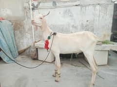 Bakra for sale