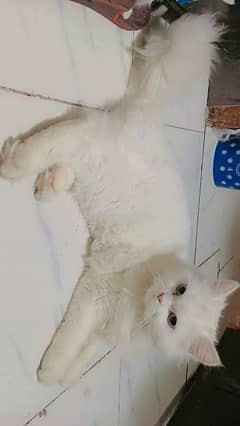 ragdoll, semi punch face females and Siamese male