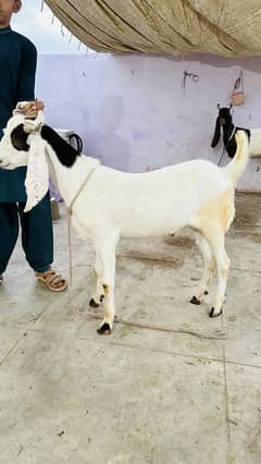 Khassi