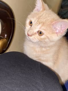 Persian kitten (fawn colour)